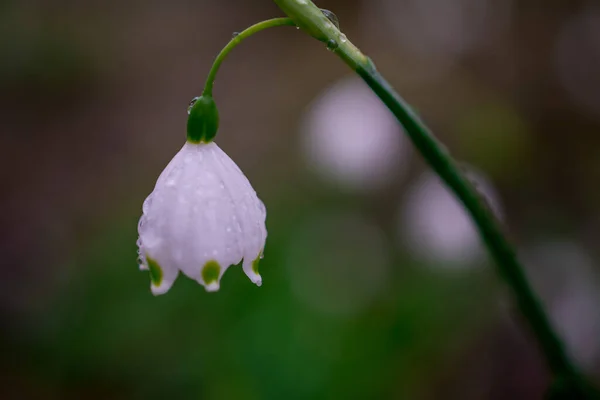 Första Våren Snöfall Blommor Trädgården — Stockfoto