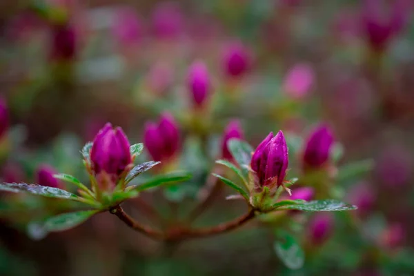 Hermosos Rododendros Primavera Los Jardines —  Fotos de Stock