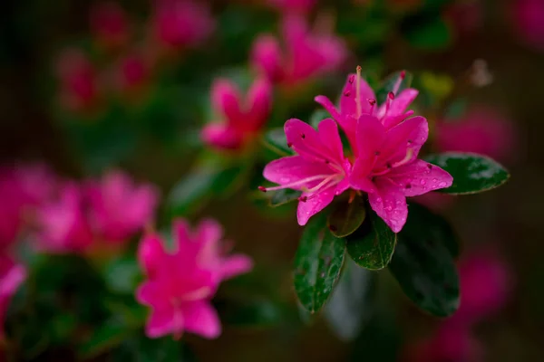 Beaux Rhododendrons Printaniers Dans Les Jardins — Photo