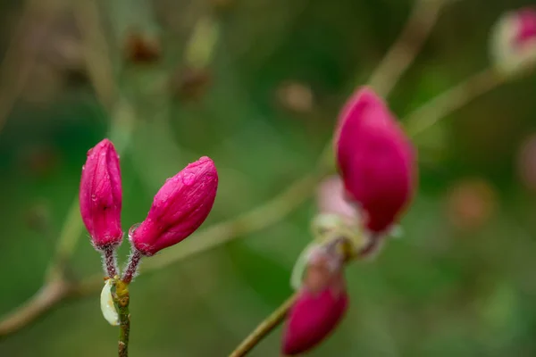 Belos Rododendros Primavera Nos Jardins — Fotografia de Stock