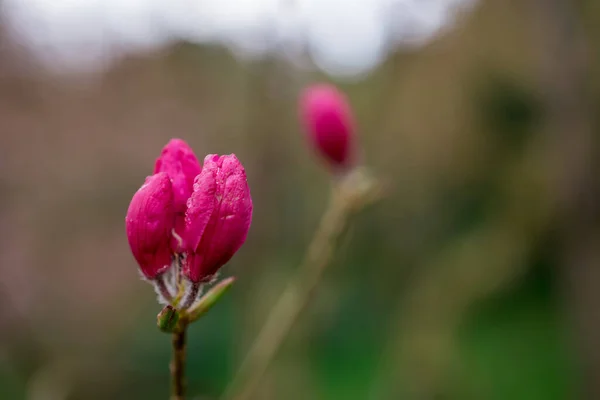 Hermosos Rododendros Primavera Los Jardines —  Fotos de Stock