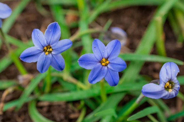 Ipheion Uniflorum Ilkbahar Çiçek Açan Ampul Bitkileri — Stok fotoğraf