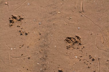 Gün batımında sahilde bir köpeğin ayak izi.