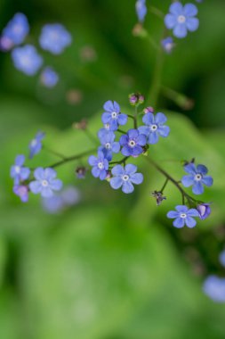Güzelim, unutma beni bahçede çiçek açma.