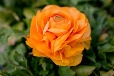 Botanik bahçesinde güzel bir bahar çiçeği