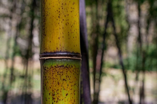 Aziatische Traditionele Bamboe Bush Park — Stockfoto