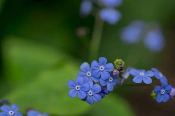 Krásný Zapomenout Květina Zahradě — Stock fotografie