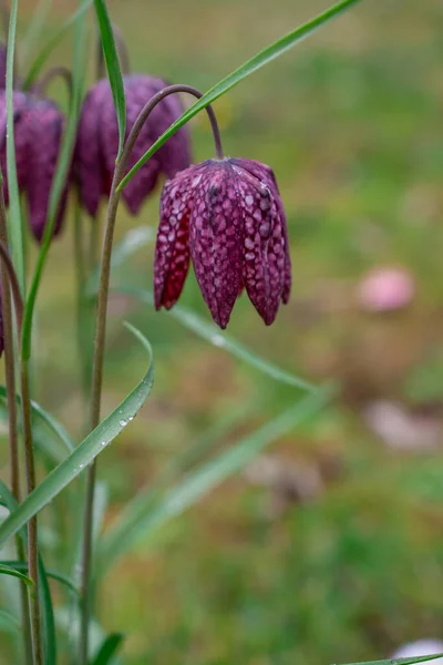 Flower Purple Fritillaria meleagris or chess flower in a forest