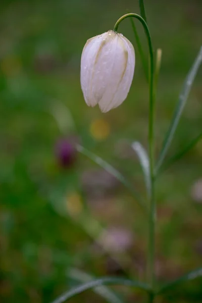 Blume Lila Fritillaria Meleagris Oder Schachblume Wald — Stockfoto