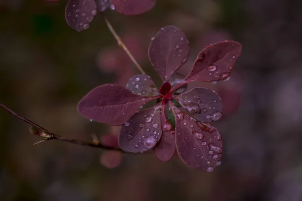 Rocío Mañana Las Hojas Primavera —  Fotos de Stock