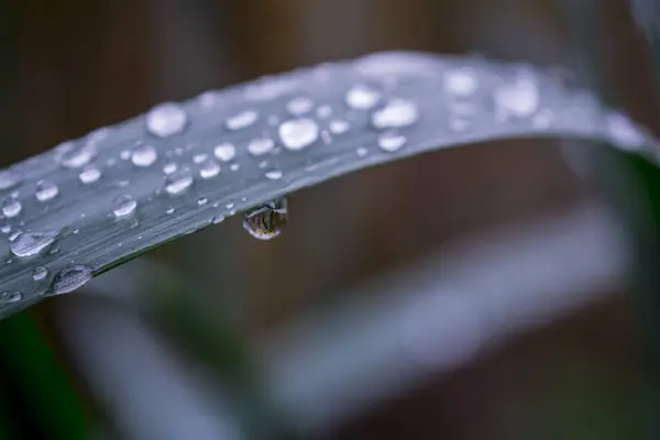 Morning Dew Spring Leaves — Stock Photo, Image