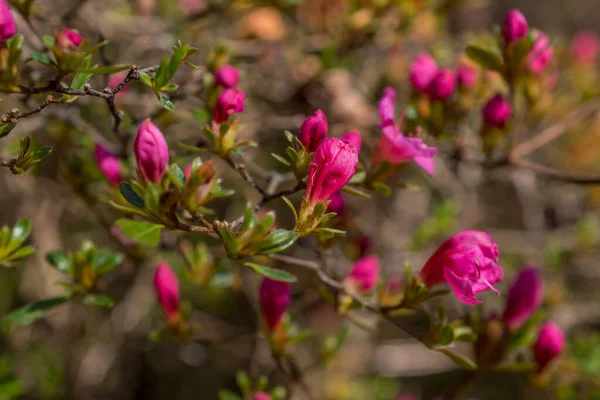 Красиві Весняні Рододендрони Садах — стокове фото