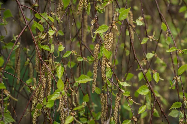 Весной Ветви Березы Зелёными Листьями Йонга — стоковое фото
