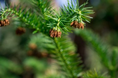 İlkbahar doğası parkta