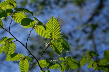 İlkbahar doğası parkta