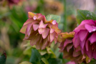 Helleborus 'un açık yeşil çiçekleri