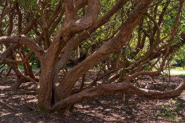 İngiltere 'de soğuk havada yapraksız ağaç