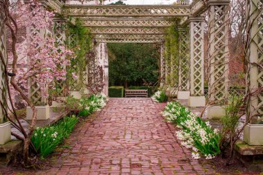 Bahçedeki ağaç kemeri. Yaklaş.