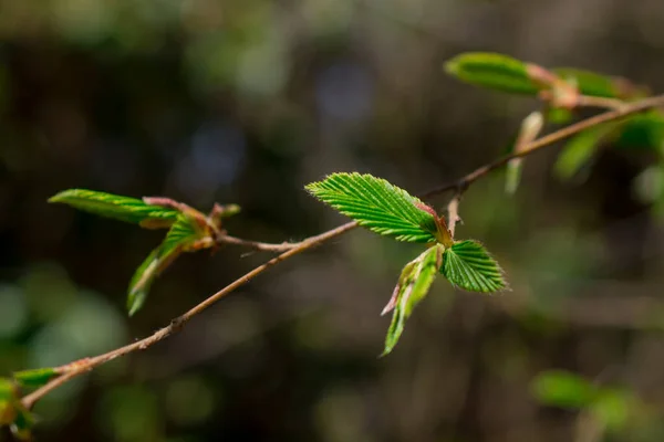 Tendre Printemps Nature Dans Parc — Photo