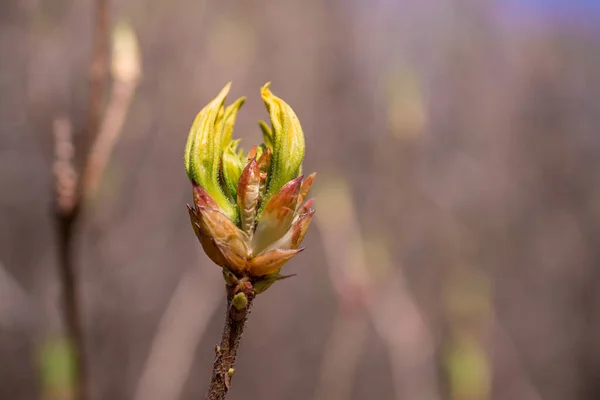 Tendre Printemps Nature Dans Parc — Photo