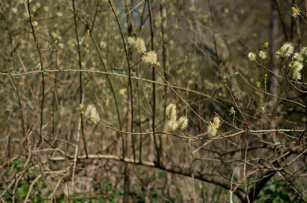 Tender Springtime Nature Park — Stock Photo, Image