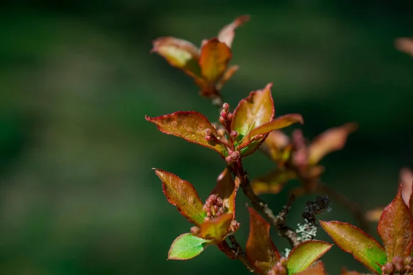 Tender Springtime Nature Park — Stock Photo, Image