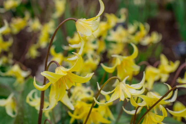 Nagyon Ritka Sárga Vad Tulipán Közeli Tulipán Sylvestris — Stock Fotó