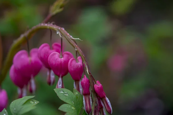 Pink Flower Lamprocapnos Spectabilis Formerly Dicentra Spectab — Stock Photo, Image