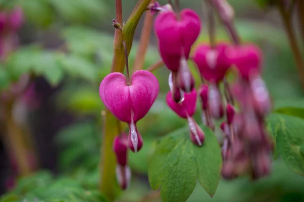 Pink Flower Lamprocapnos Spectabilis Formerly Dicentra Spectab — Stock Photo, Image