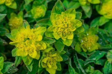Wood Spurge 'un seçici odak görüntüsü (Euphorbia amygdaloides