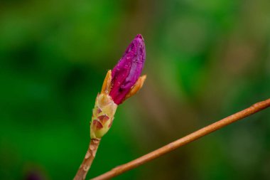 Bahçelerdeki güzel ilkbahar rhododendronları
