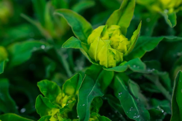 선택적 포커스 이미지 Euphorbia Amgydaloides — 스톡 사진