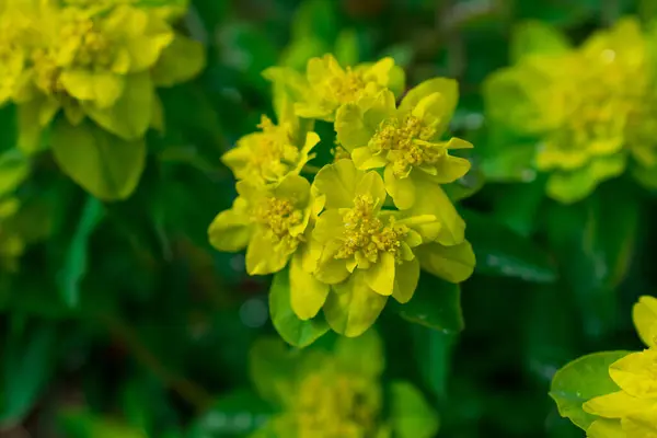 Image Sélective Éruption Bois Euphorbia Amygdaloides — Photo