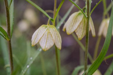 Çiçek Mor Fritillaria meleagris veya ormanda satranç çiçeği 