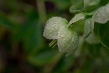 Helleborus 'un açık yeşil çiçekleri