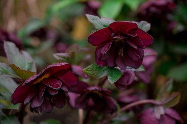 Helleborus 'un açık yeşil çiçekleri