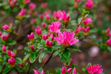 Bahçelerdeki güzel ilkbahar rhododendronları