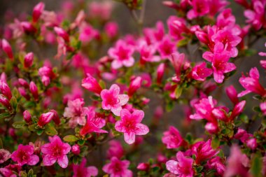 Bahçelerdeki güzel ilkbahar rhododendronları