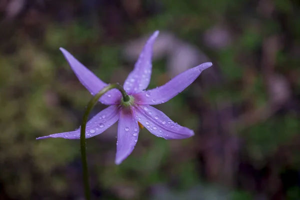 Vroege Erythronium Lente Bloem Natuur Bloemen Behang — Stockfoto