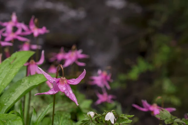 Erythronium Άνοιξη Λουλούδι Φύση Floral Ταπετσαρία — Φωτογραφία Αρχείου