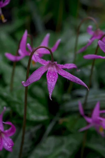 Eritrónium Tavaszi Virág Természet Virágos Tapéta — Stock Fotó