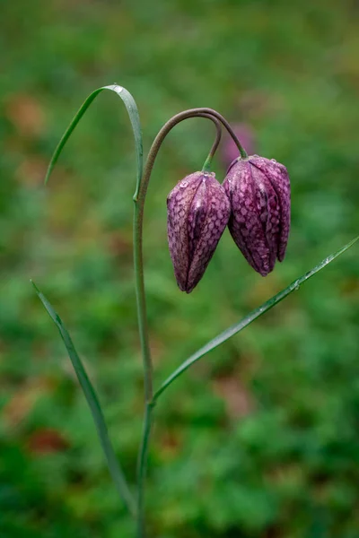 Flower Purple Fritillaria meleagris or chess flower in a forest