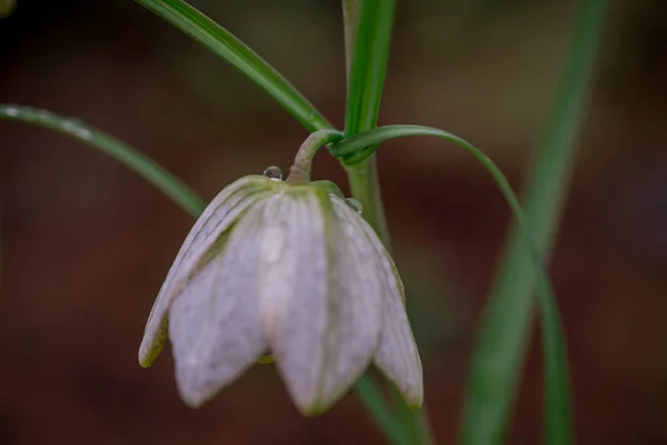 Kwiat Fioletowy Fritillaria Meleagris Lub Kwiat Szachowy Lesie — Zdjęcie stockowe