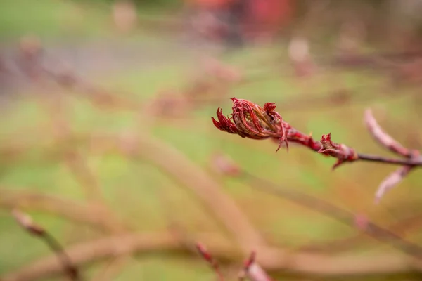 Нове Весняне Рожеве Листя Саду — стокове фото