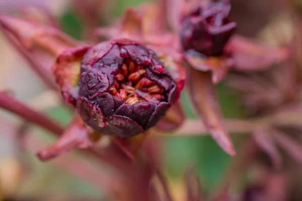 Rózsaszín Bazsarózsa Paeonia Suffruticosa Nyári Virágzás — Stock Fotó