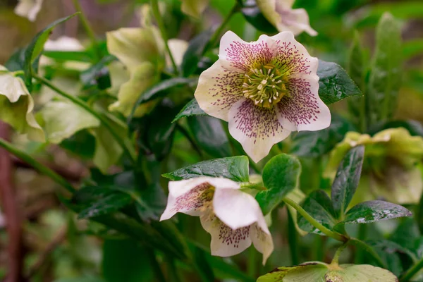 Helleborus 'un açık yeşil çiçekleri