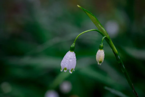 Premières Fleurs Déneigement Printanières Dans Jardin — Photo