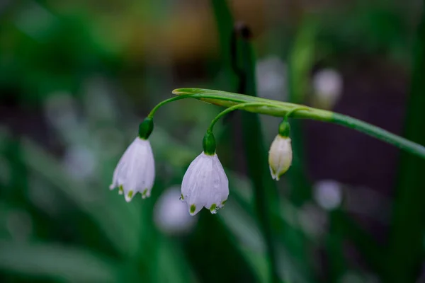 Premières Fleurs Déneigement Printanières Dans Jardin — Photo