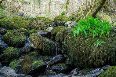 Dağlarda, Galler 'de temiz suyu olan küçük bir nehir.