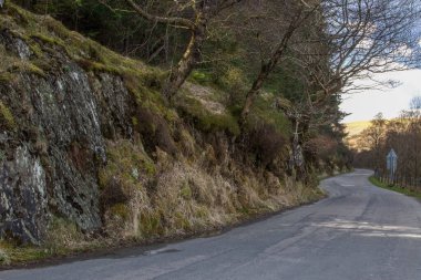 Pink chestnut tree, Aesculus  carnea, or red horse chestnut